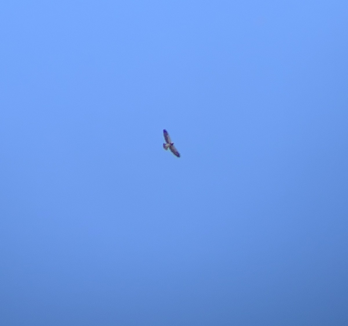 Swainson's Hawk - ML151908891