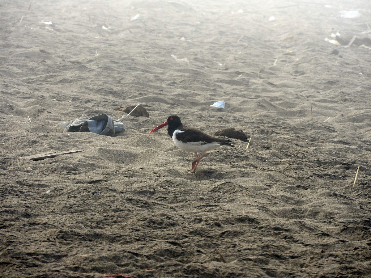 American Oystercatcher - ML151908931