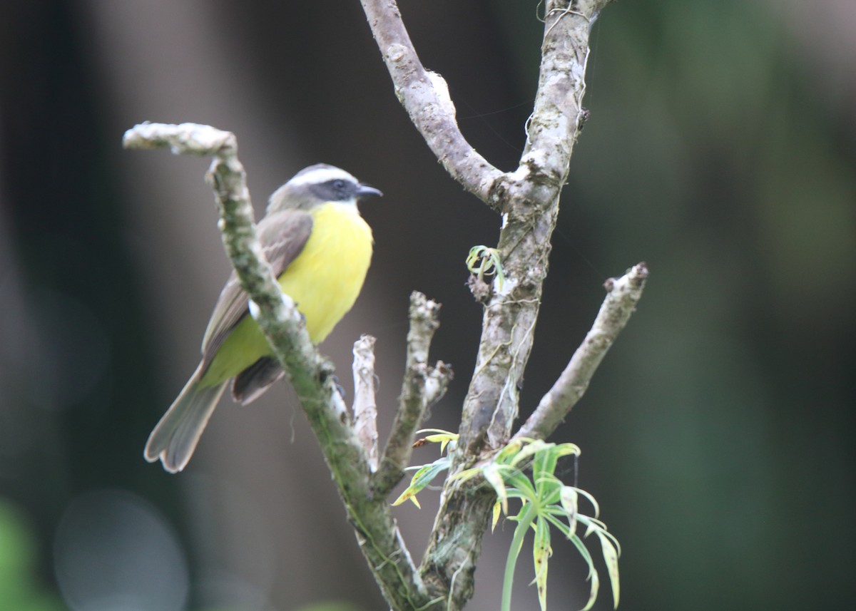 Social Flycatcher - ML151909381