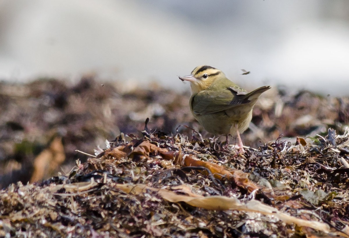 Paruline vermivore - ML151910581