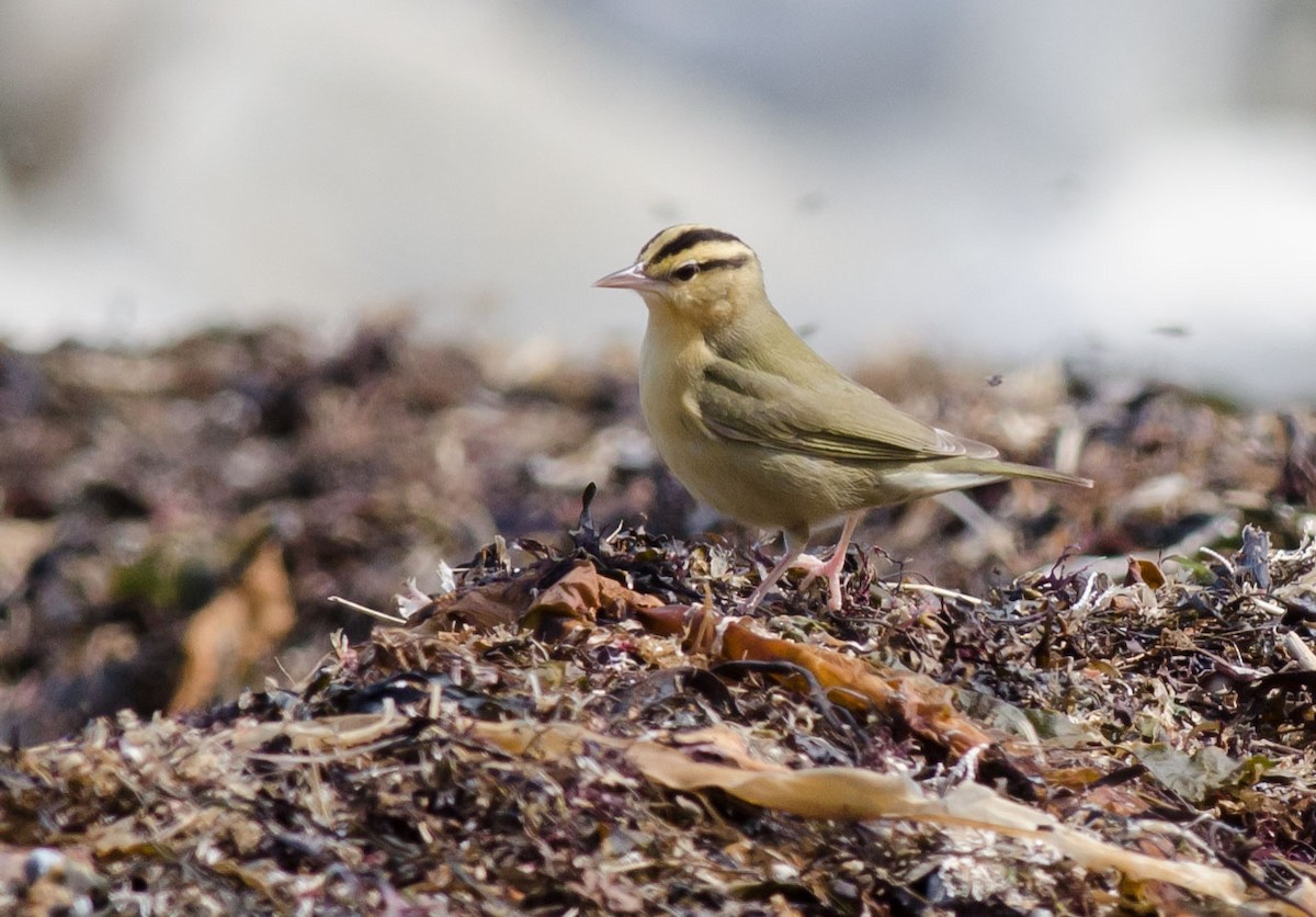 Paruline vermivore - ML151910591