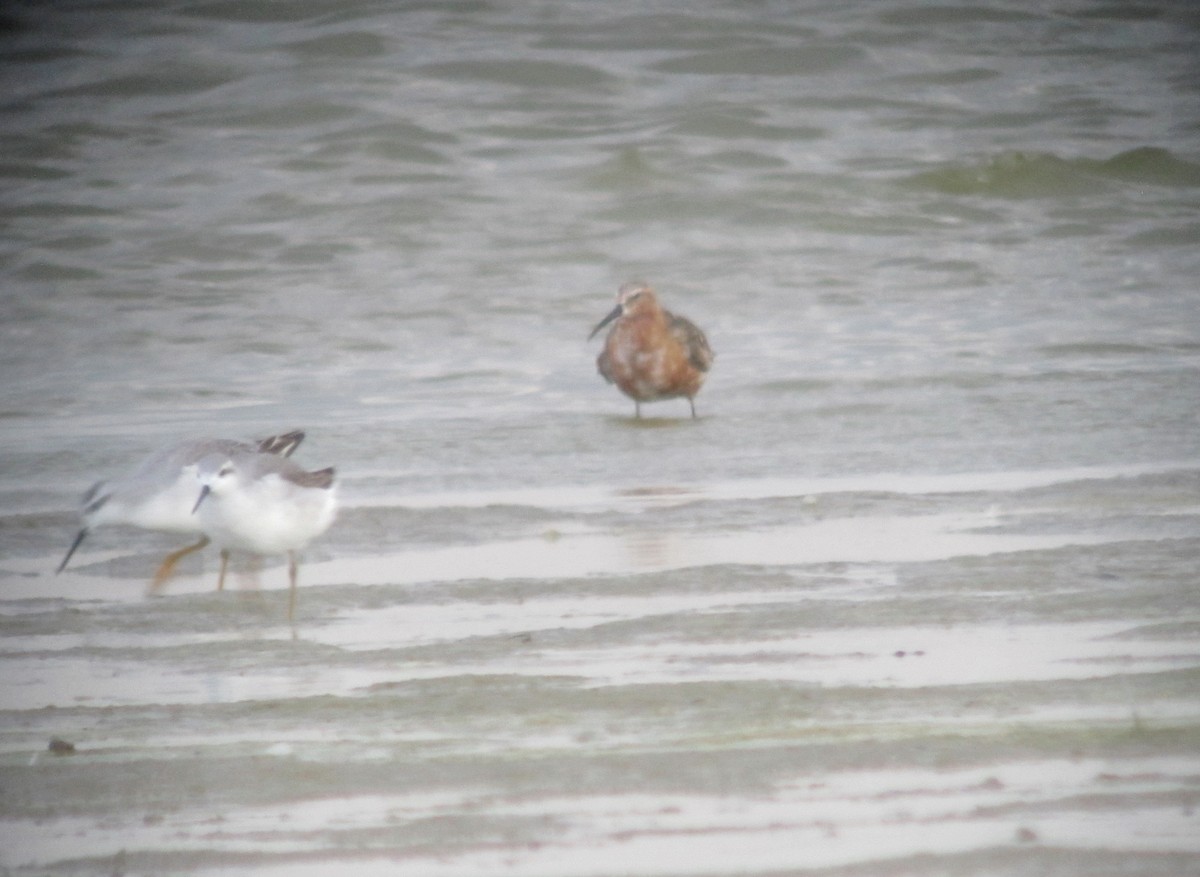 Curlew Sandpiper - ML151911361