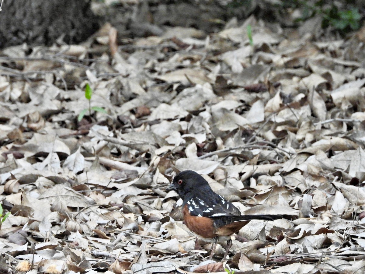 Spotted Towhee - Jhoneil Centeno