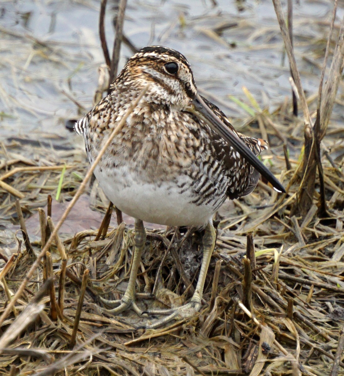 Wilson's Snipe - ML151912911