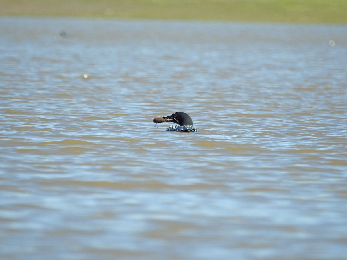 Common Loon - ML151913511