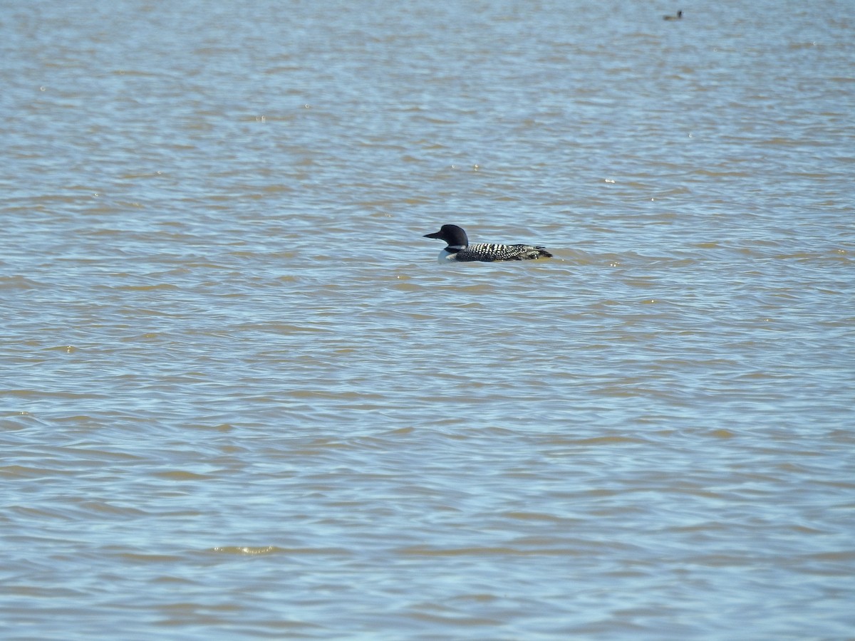 Common Loon - ML151913541