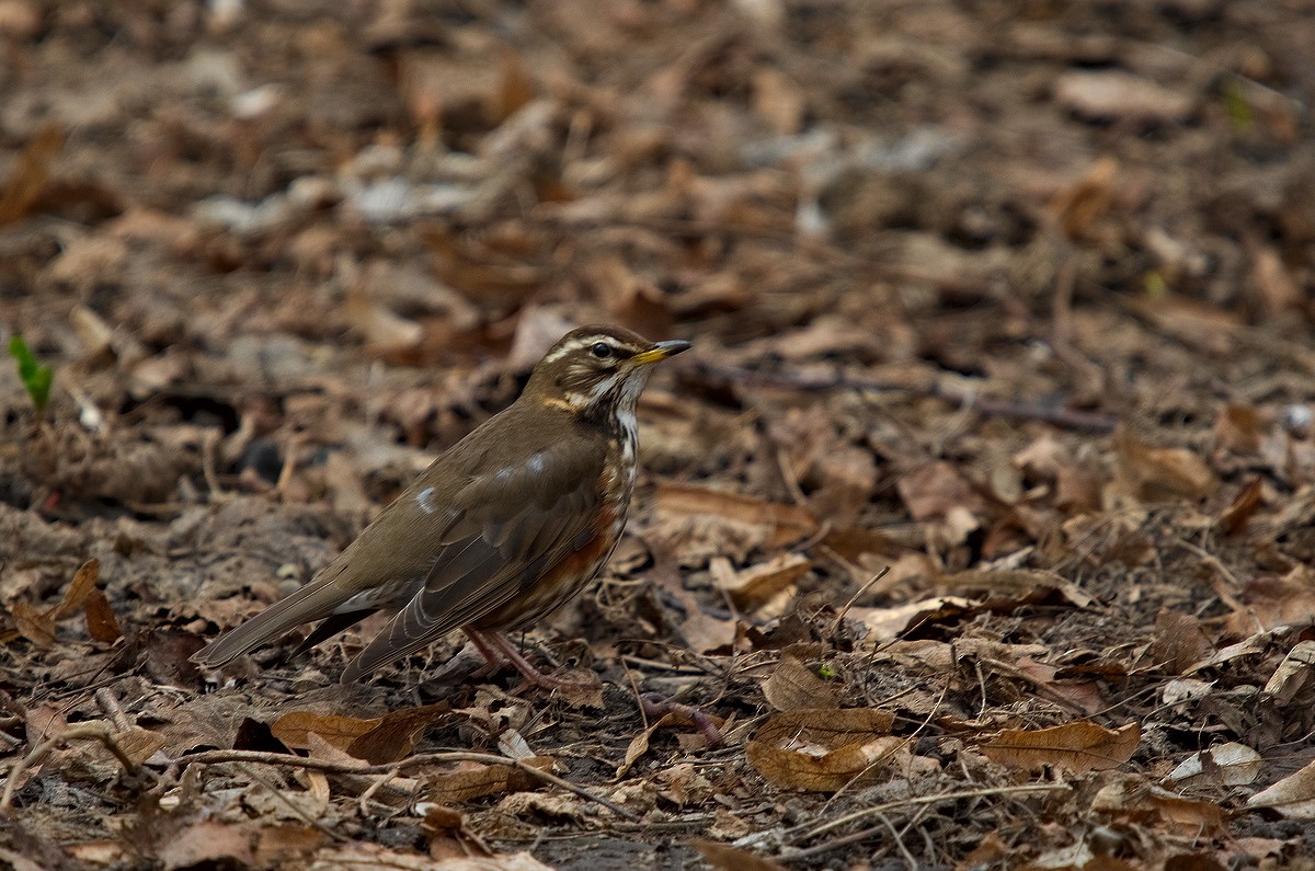 Redwing - ML151914311