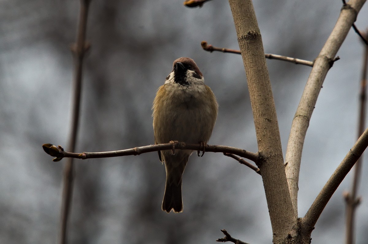 Eurasian Tree Sparrow - ML151914611