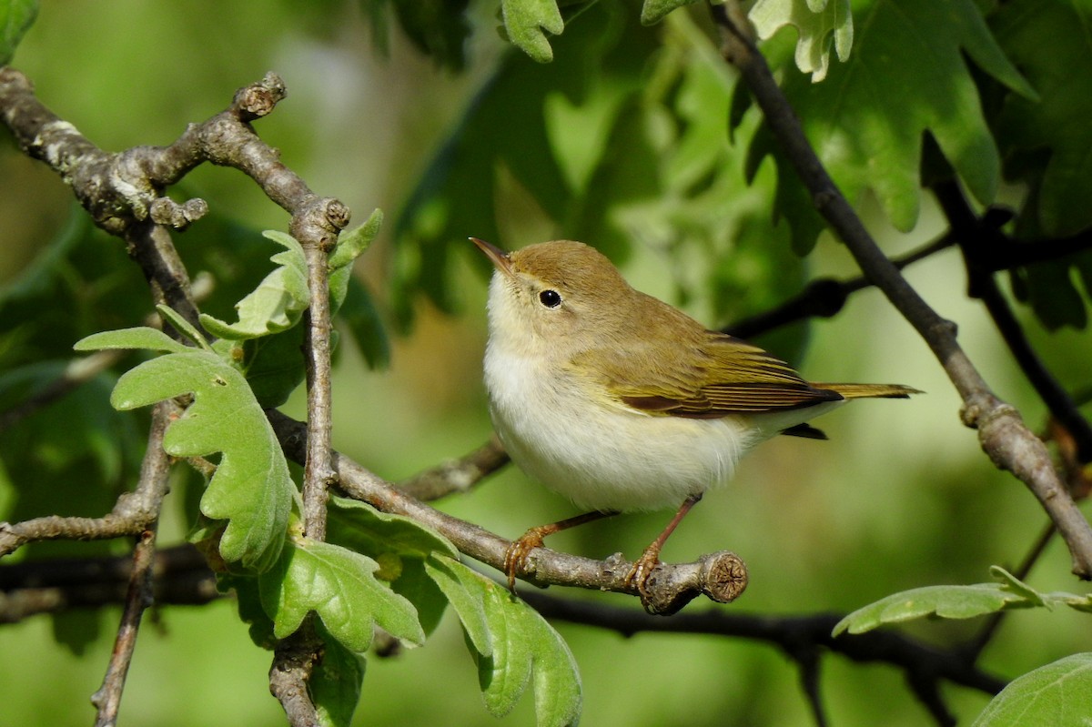 Western Bonelli's Warbler - Pedro Moreira