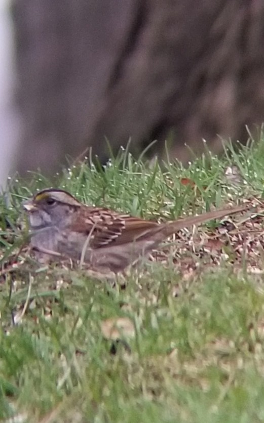 White-throated Sparrow - David Schrab