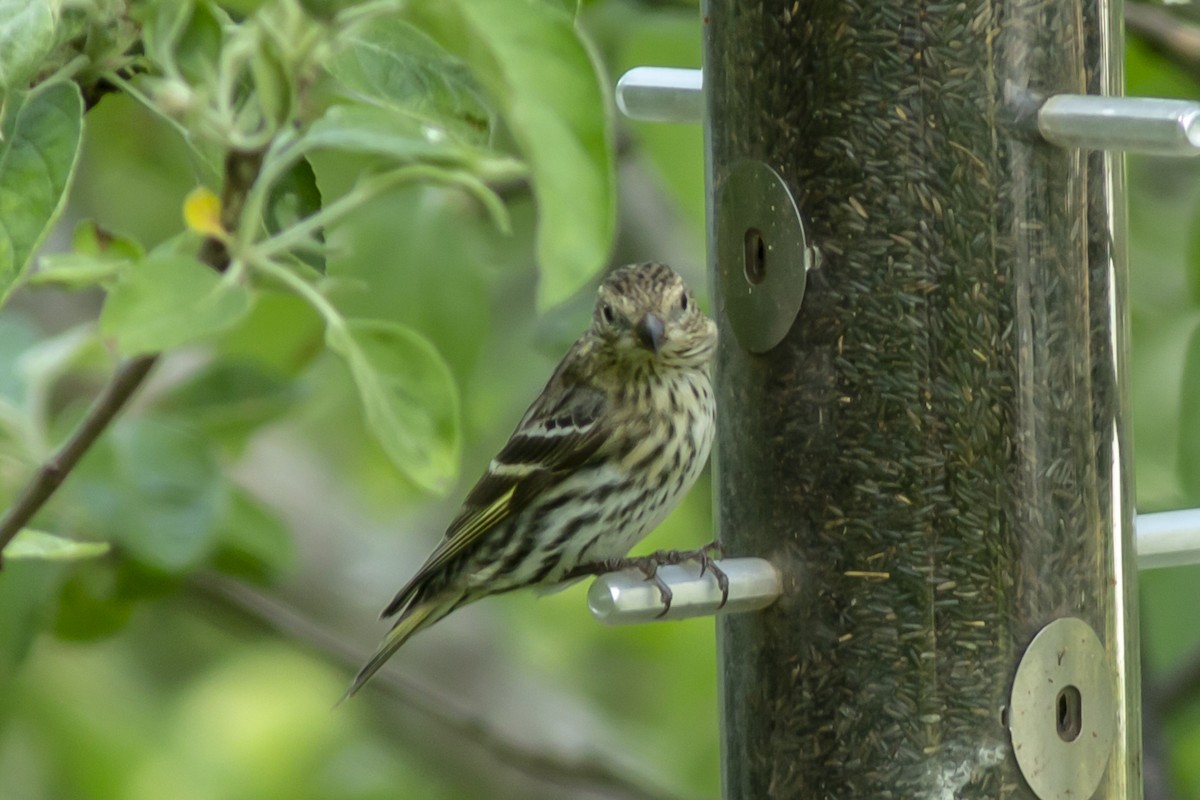 Pine Siskin - ML151917661