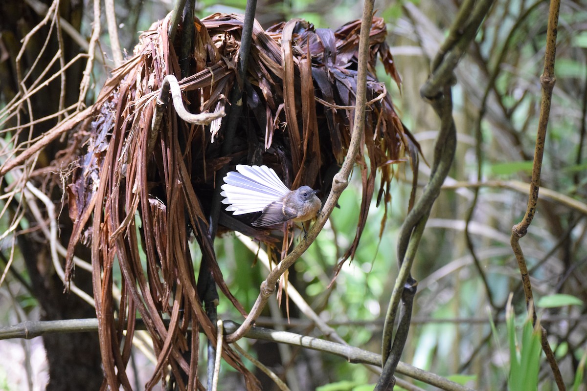 New Zealand Fantail - ML151918871