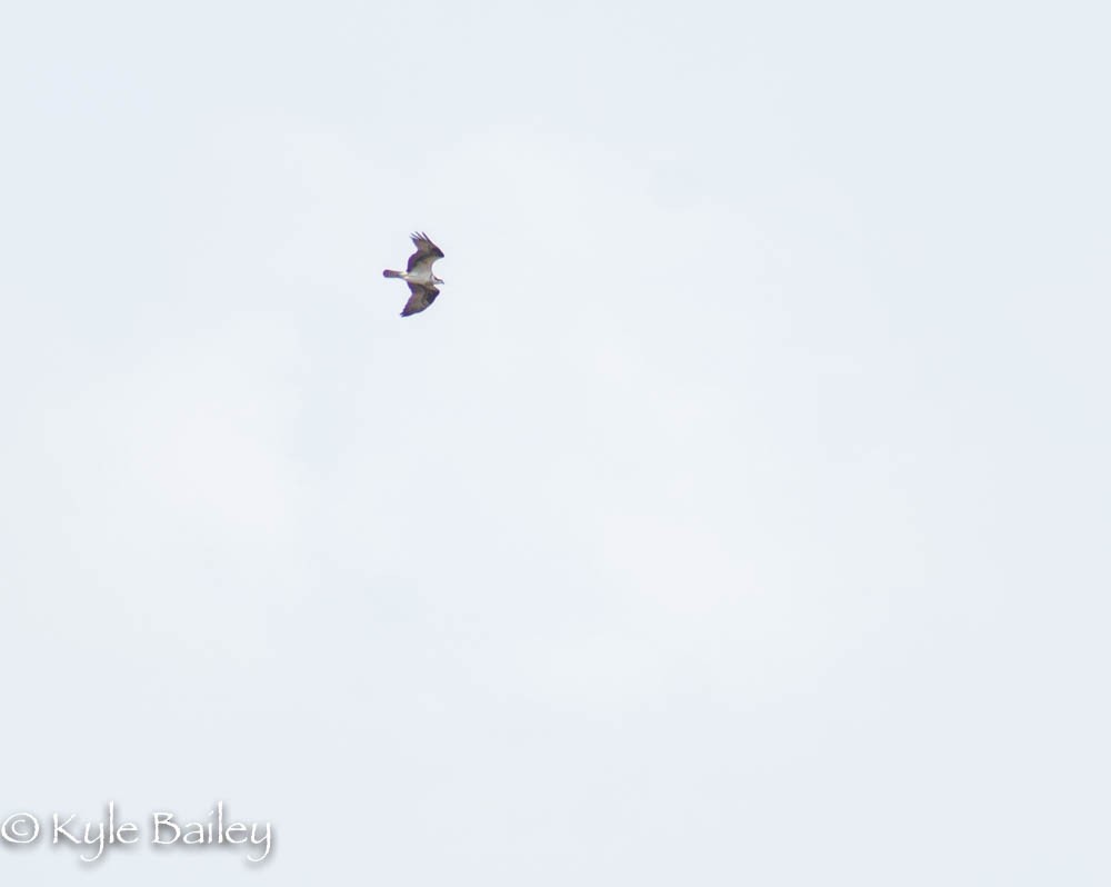 Osprey - ML151920581