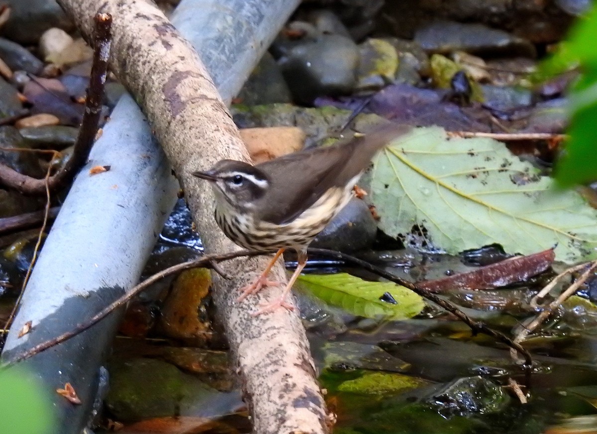 Reinita Charquera de Luisiana - ML151920971