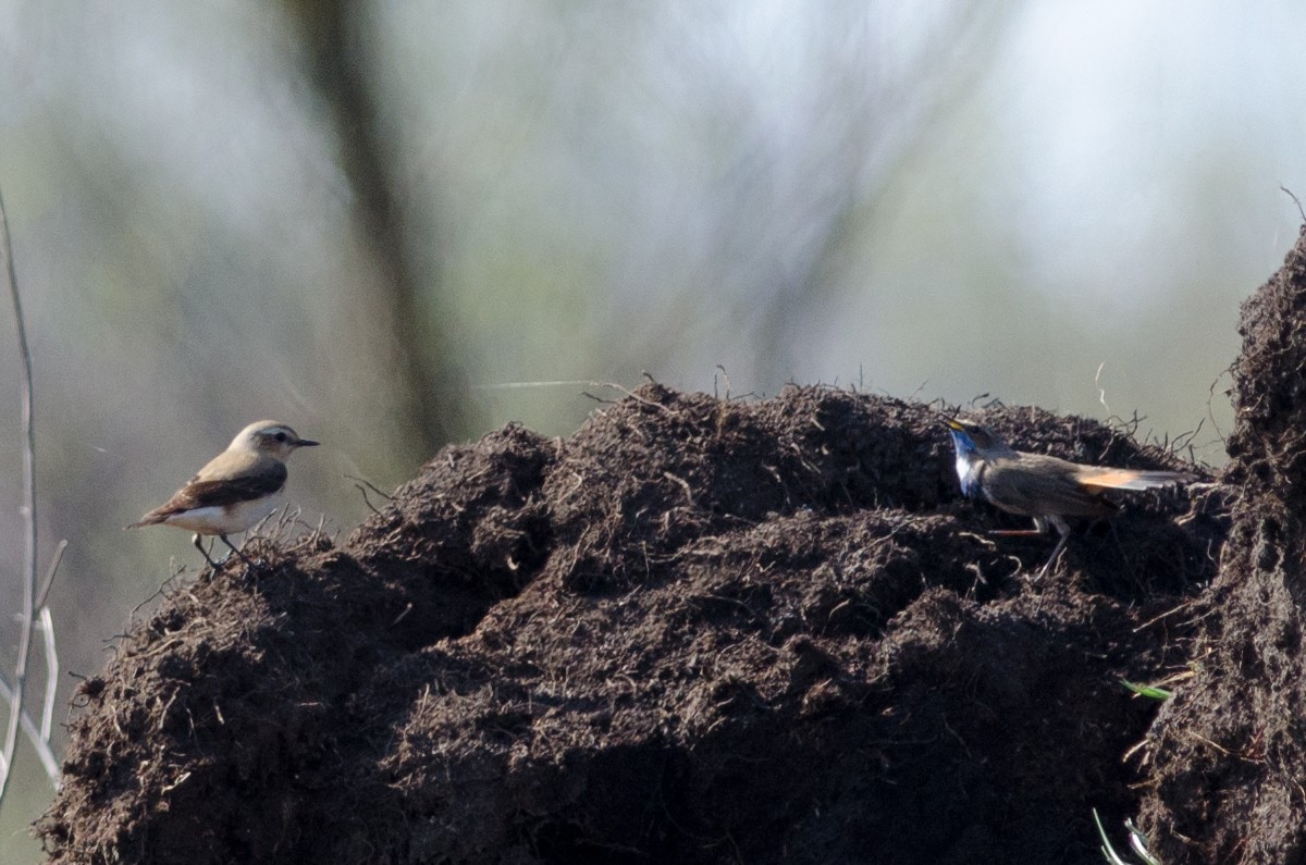 Bluethroat - Sergo Travelian