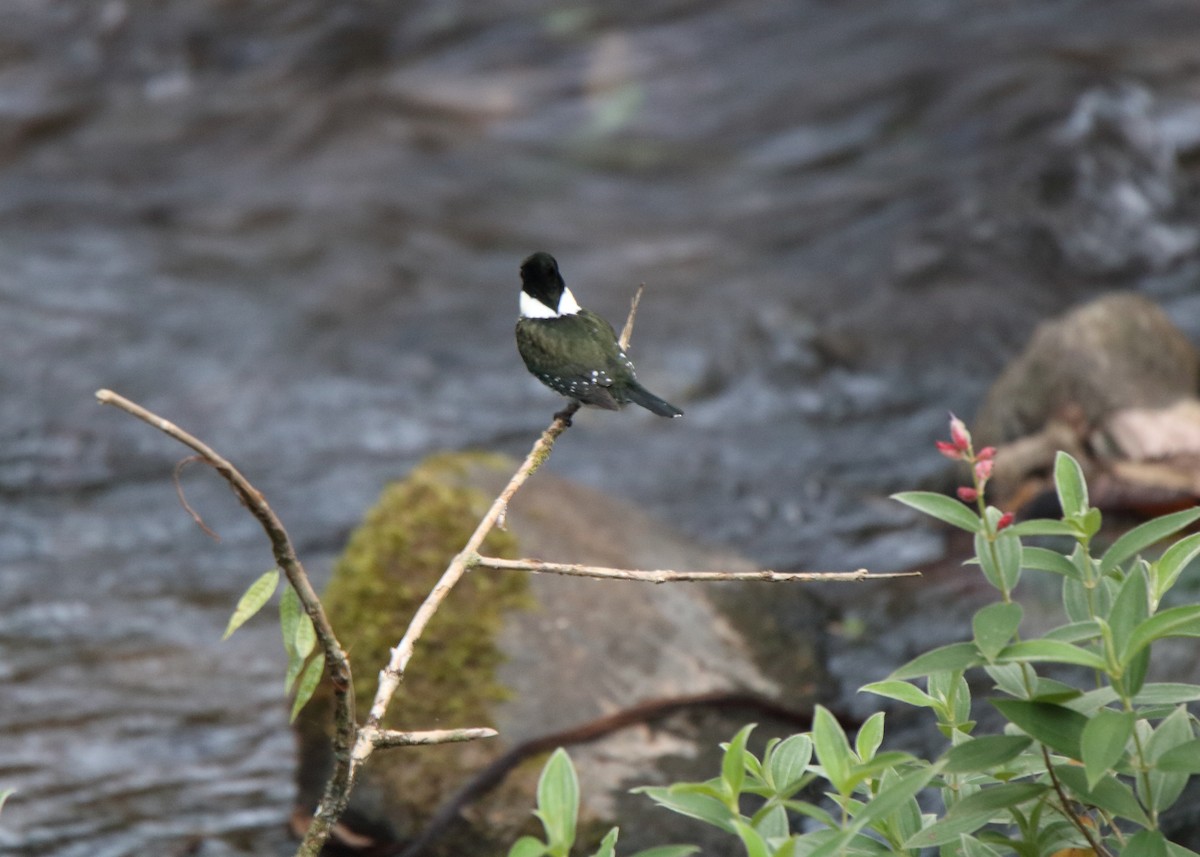 Green Kingfisher - ML151921911