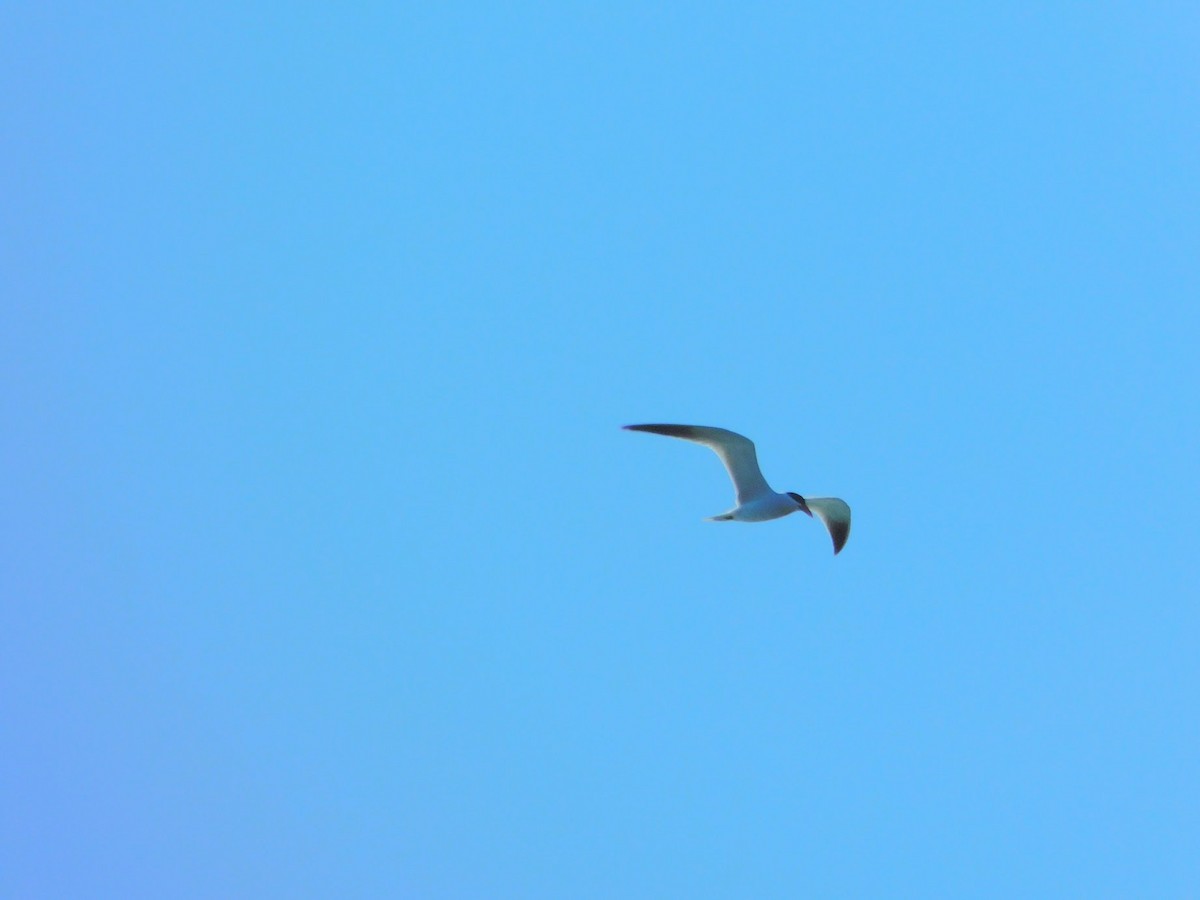 Caspian Tern - Rajan Rao