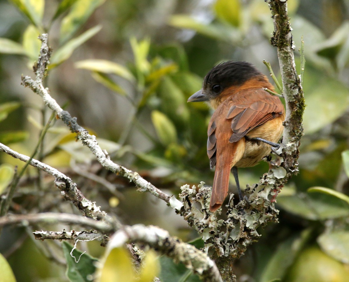 Rose-throated Becard - ML151924411