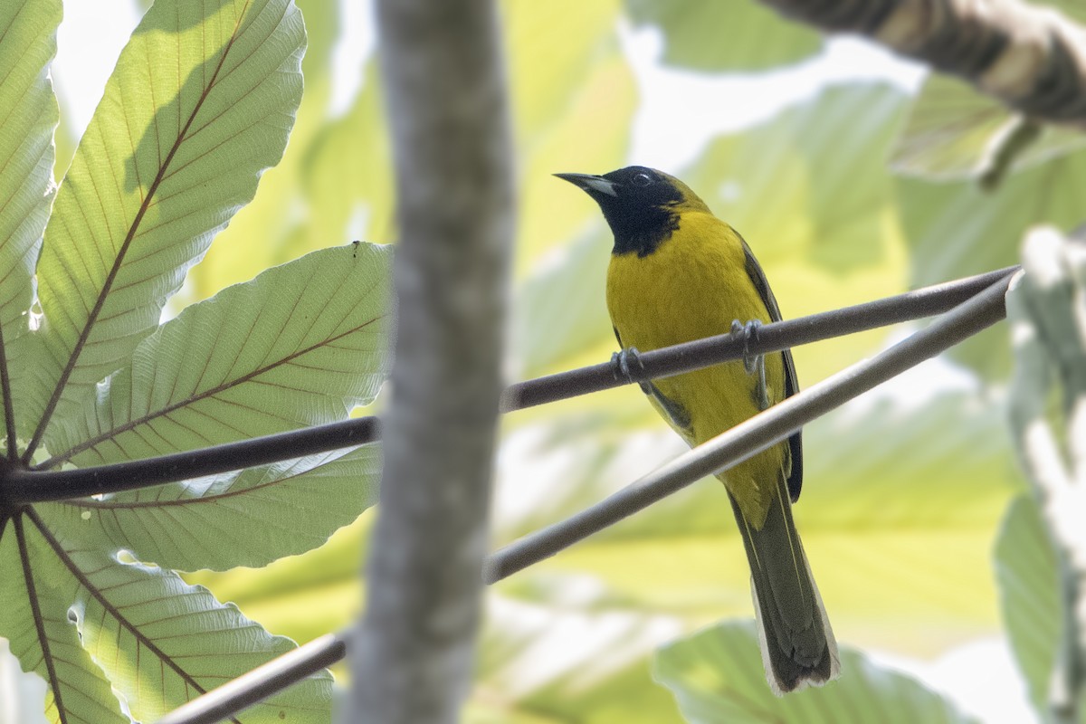 Bar-winged Oriole - ML151924651