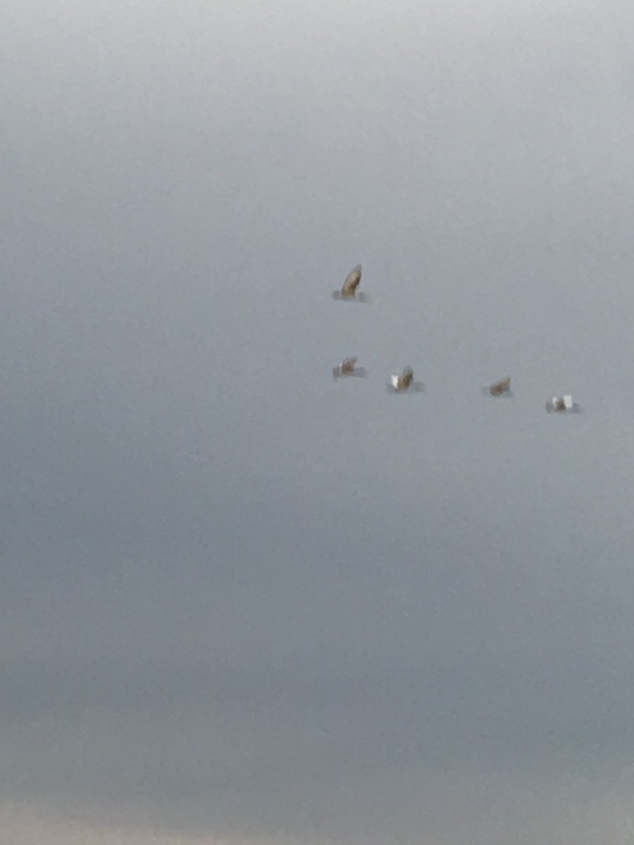 African Sacred Ibis - ML151924691