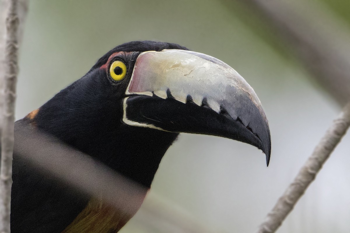 Collared Aracari (Collared) - ML151924731