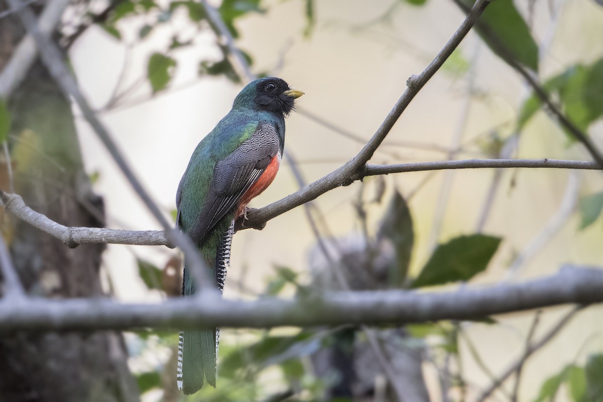 Collared Trogon (Xalapa) - ML151924831