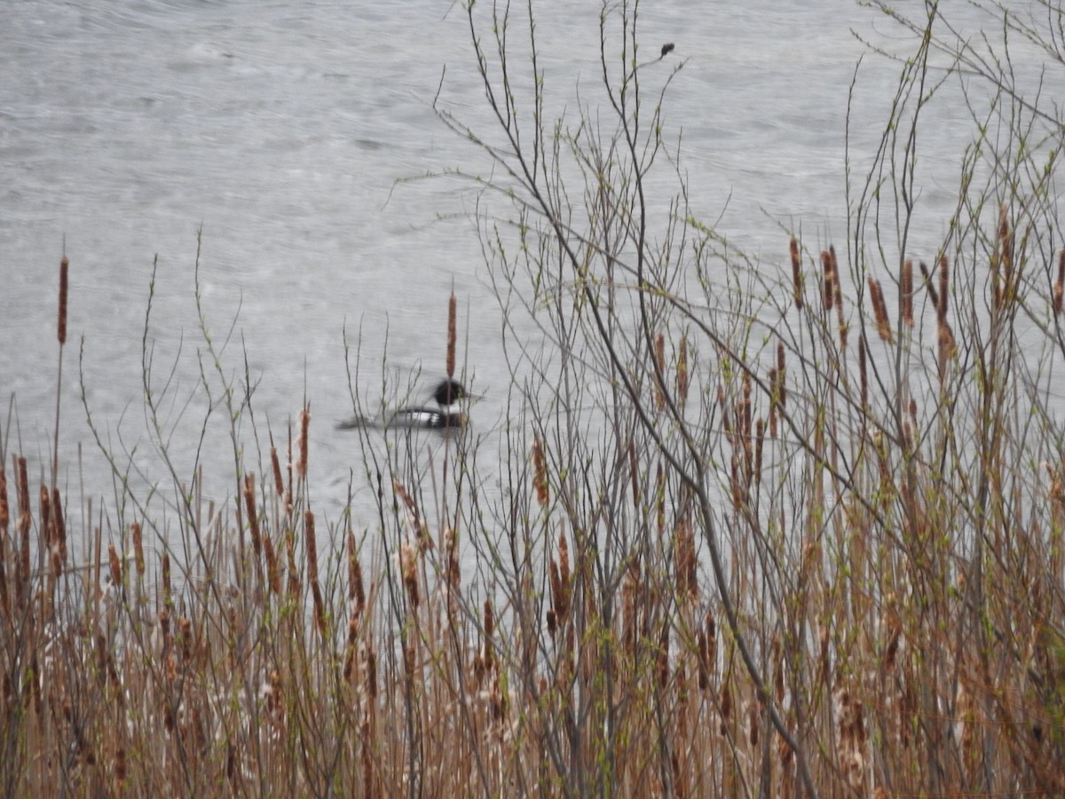 Red-breasted Merganser - ML151924871