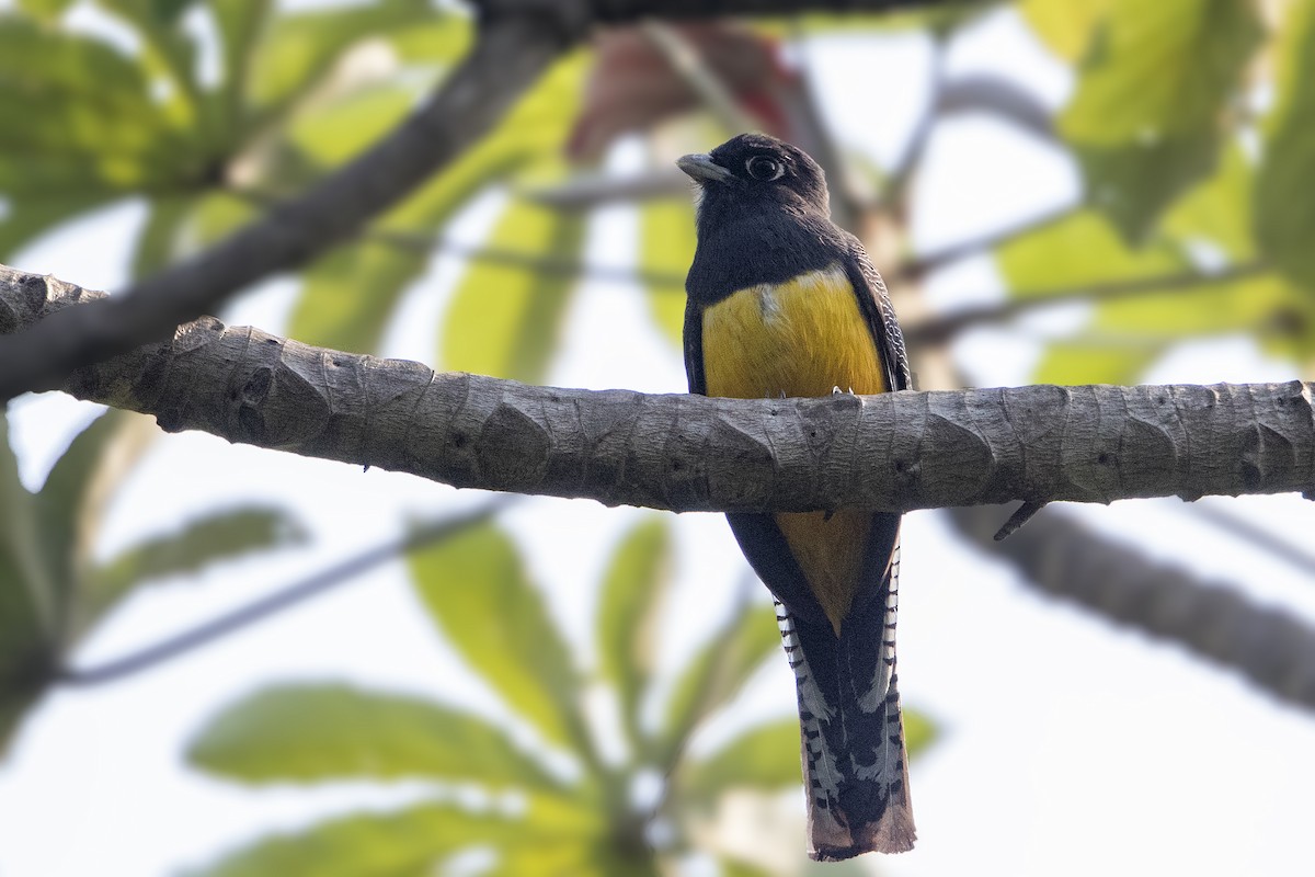 Gartered Trogon - ML151925261