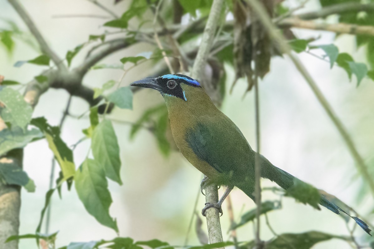 Lesson's Motmot - ML151925481