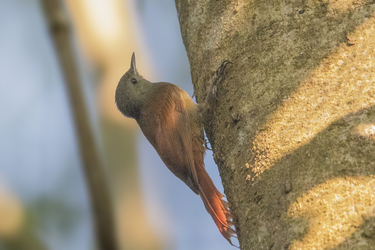 Olivaceous Woodcreeper (Grayish) - ML151925591