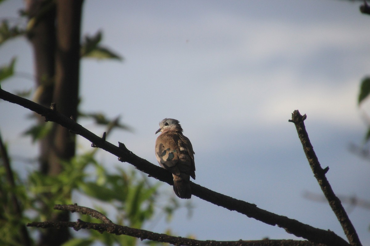 Emerald-spotted Wood-Dove - ML151926201