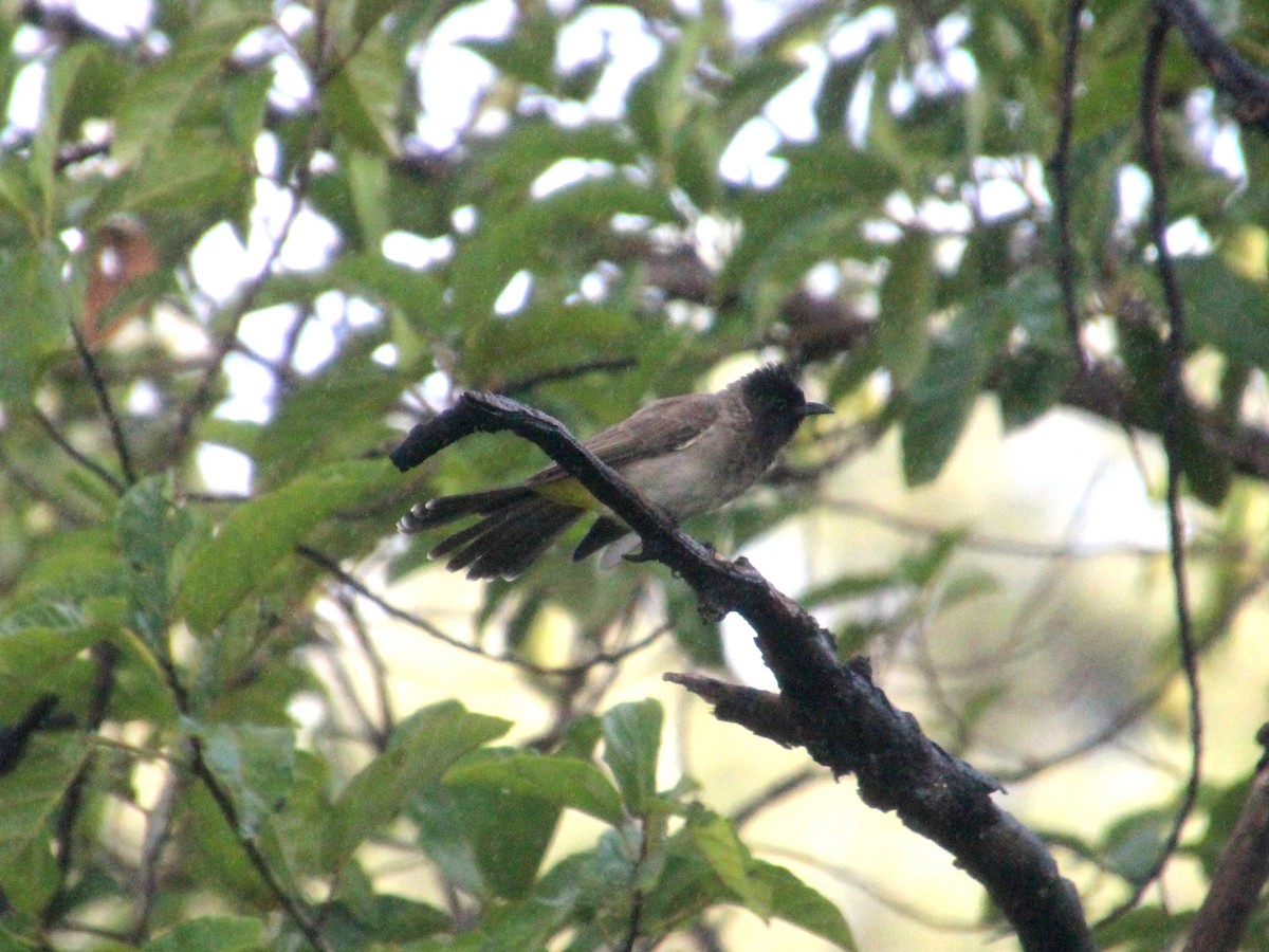 Common Bulbul (Dark-capped) - ML151926811