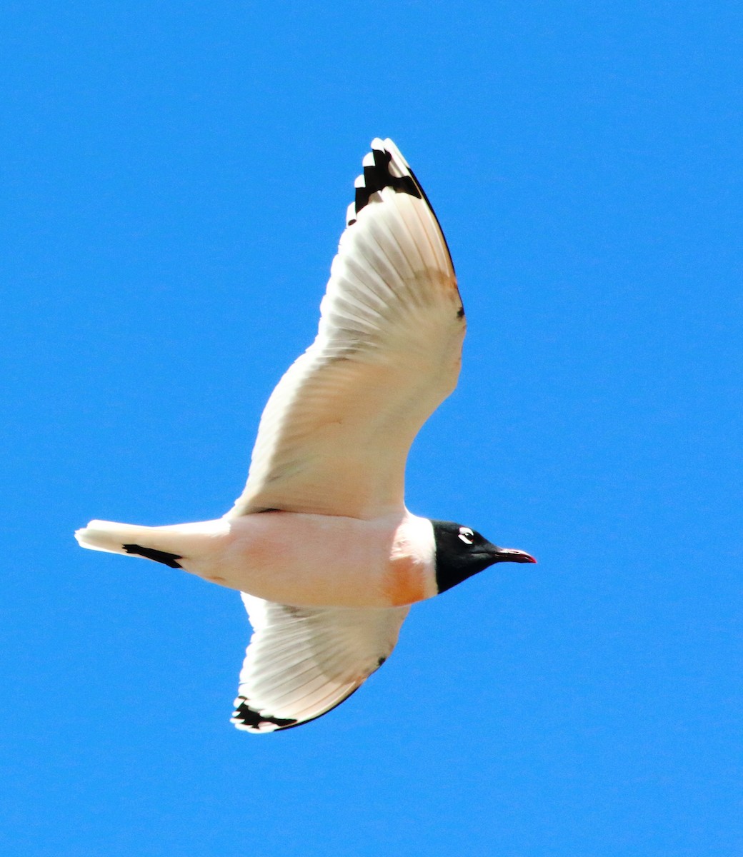 Mouette de Franklin - ML151927061