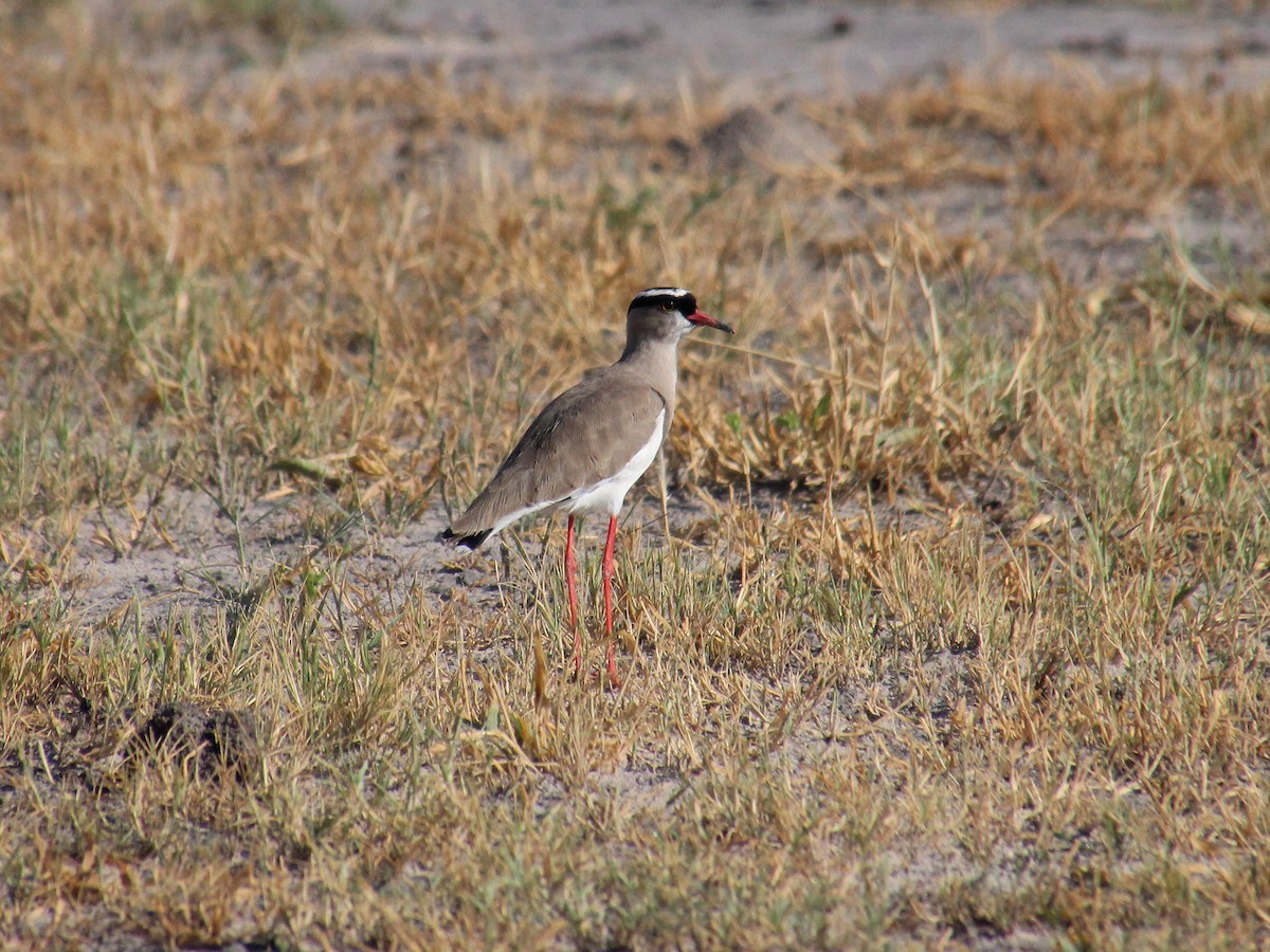 Crowned Lapwing - ML151927151