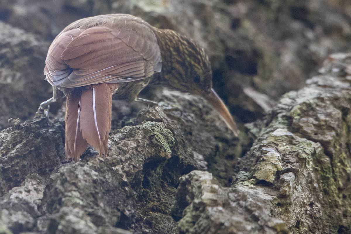 Streak-headed Woodcreeper - ML151927411