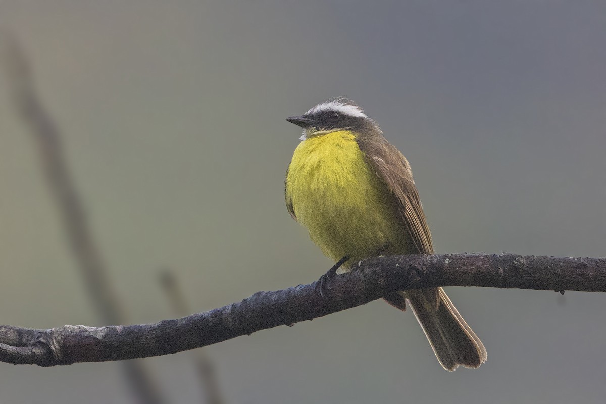 Social Flycatcher (Vermilion-crowned) - ML151927481