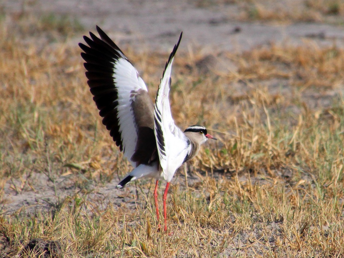 Crowned Lapwing - ML151927501