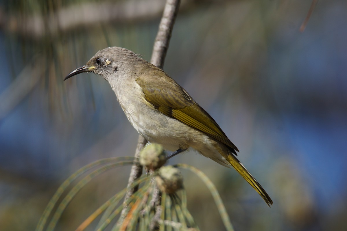 Brown Honeyeater - ML151927511