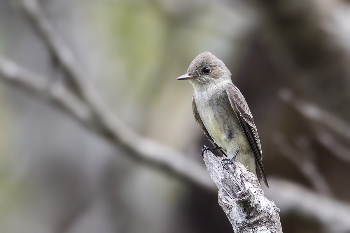 Northern Tropical Pewee - ML151927621