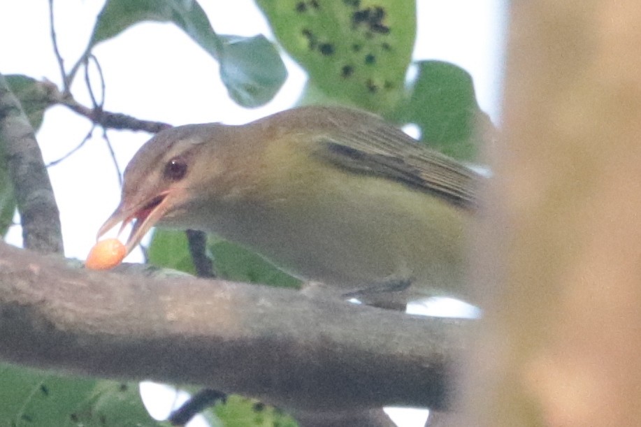 Yellow-green Vireo - ML151928251