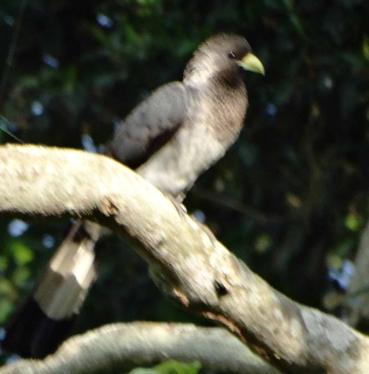 Eastern Plantain-eater - ML151928481