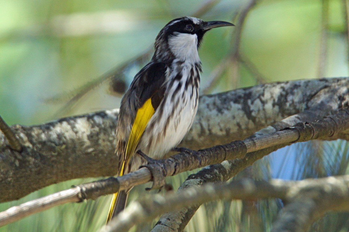 White-cheeked Honeyeater - ML151929111