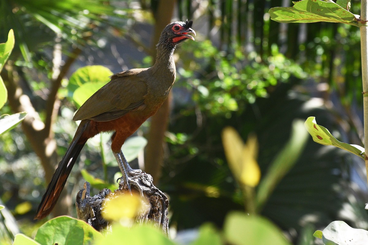 Rufous-bellied Chachalaca - ML151931181