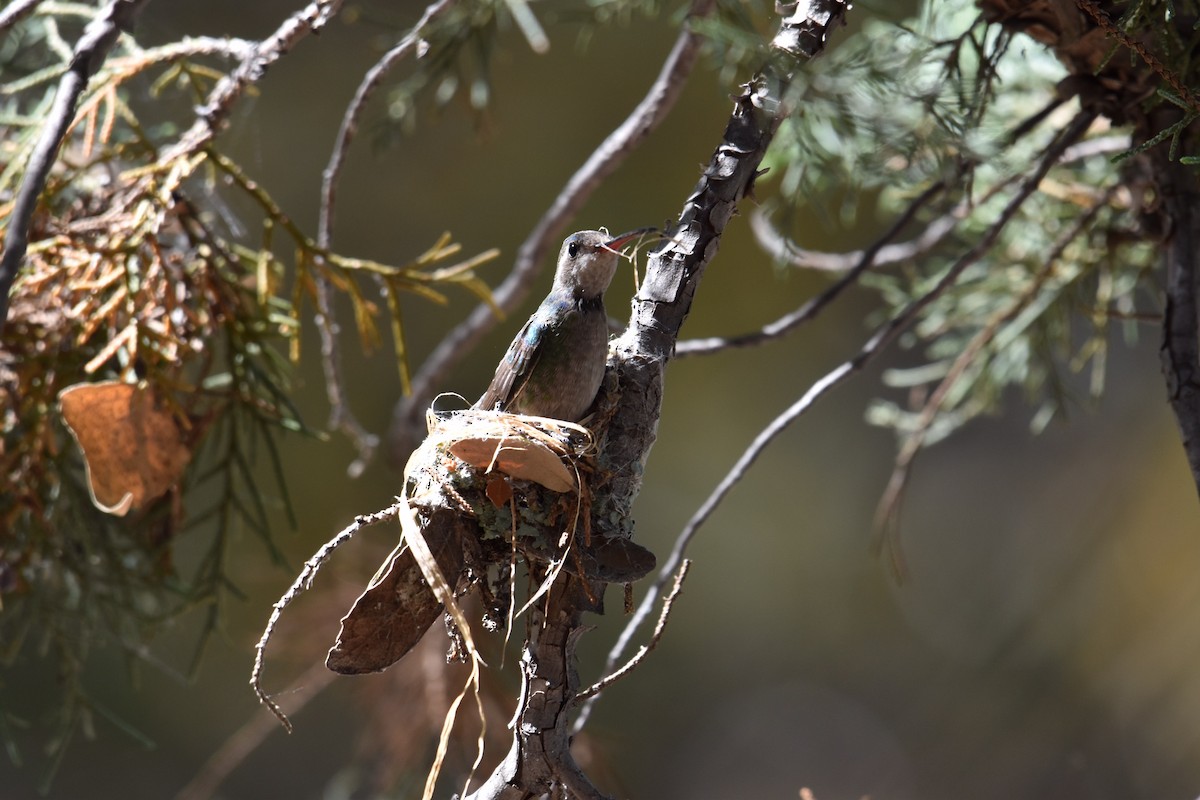 Broad-billed Hummingbird - ML151931301