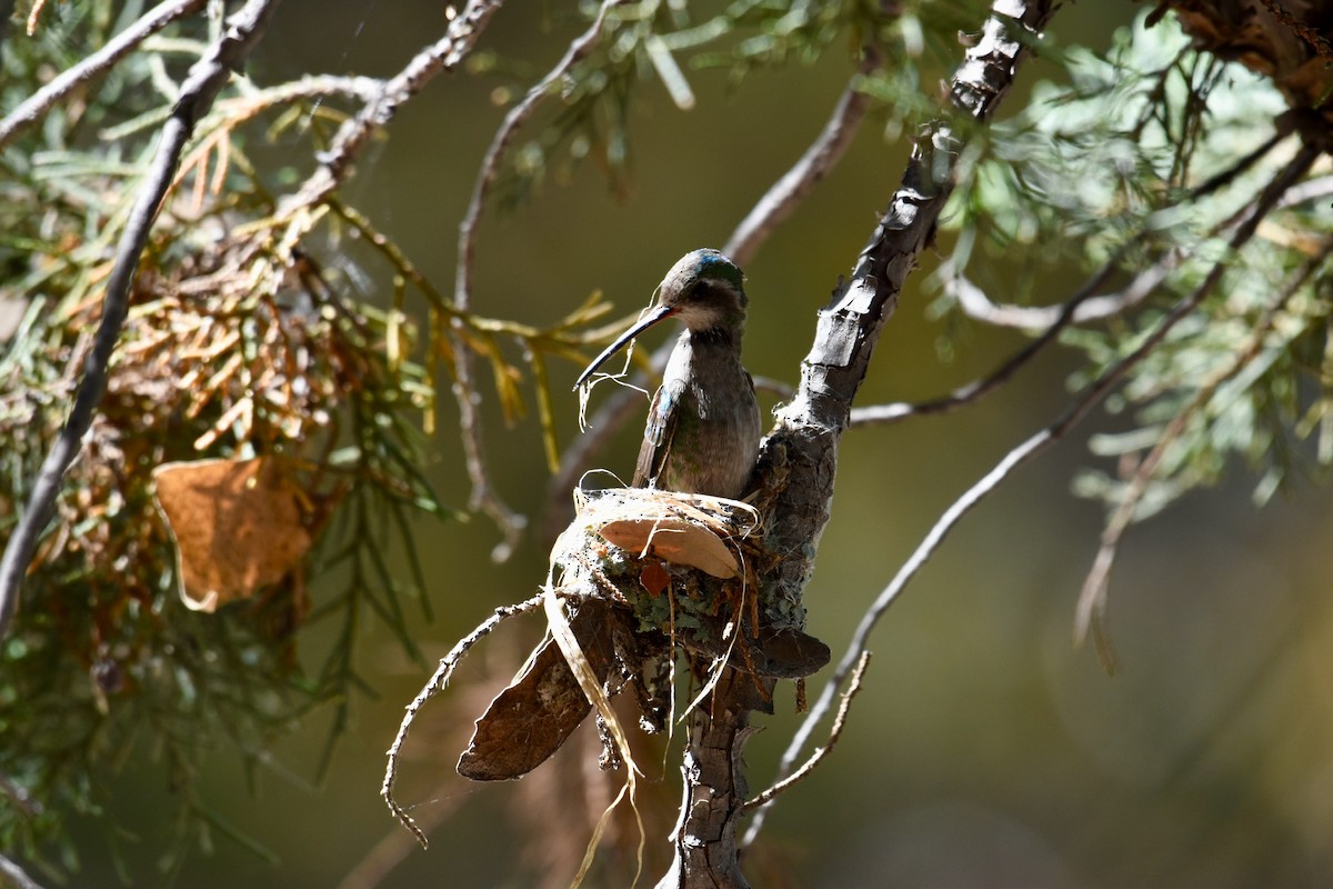 Broad-billed Hummingbird - ML151931321