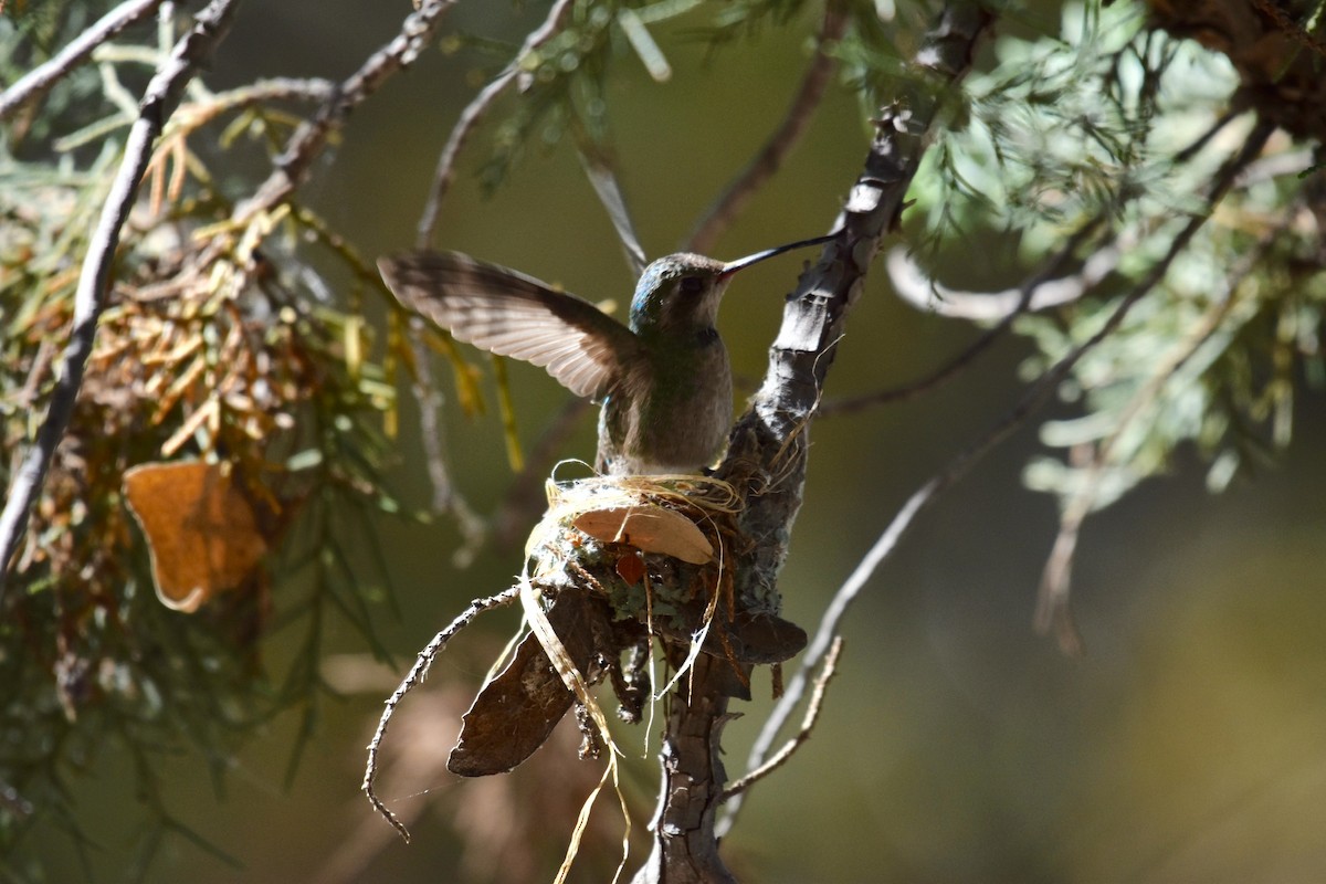 Broad-billed Hummingbird - ML151931341