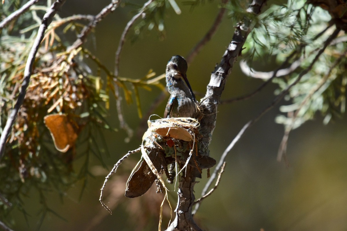 Broad-billed Hummingbird - ML151931381
