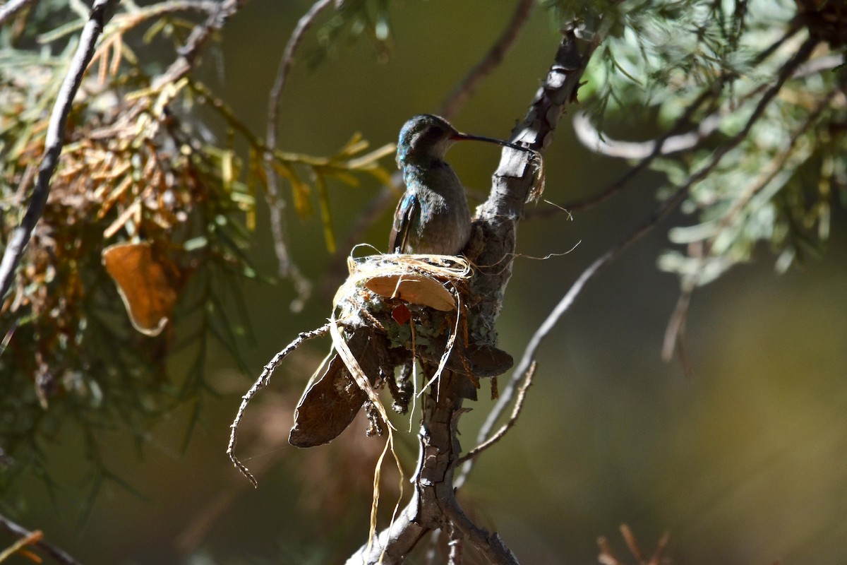 Broad-billed Hummingbird - ML151931391