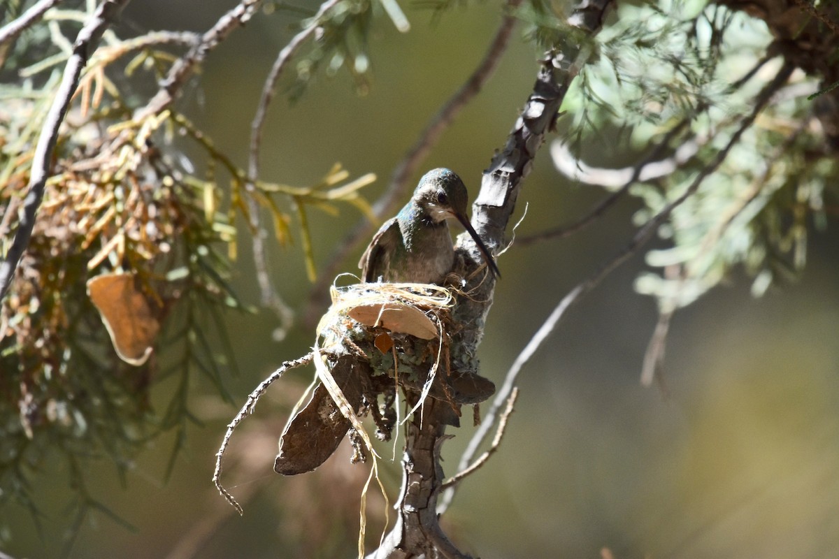 Broad-billed Hummingbird - ML151931401