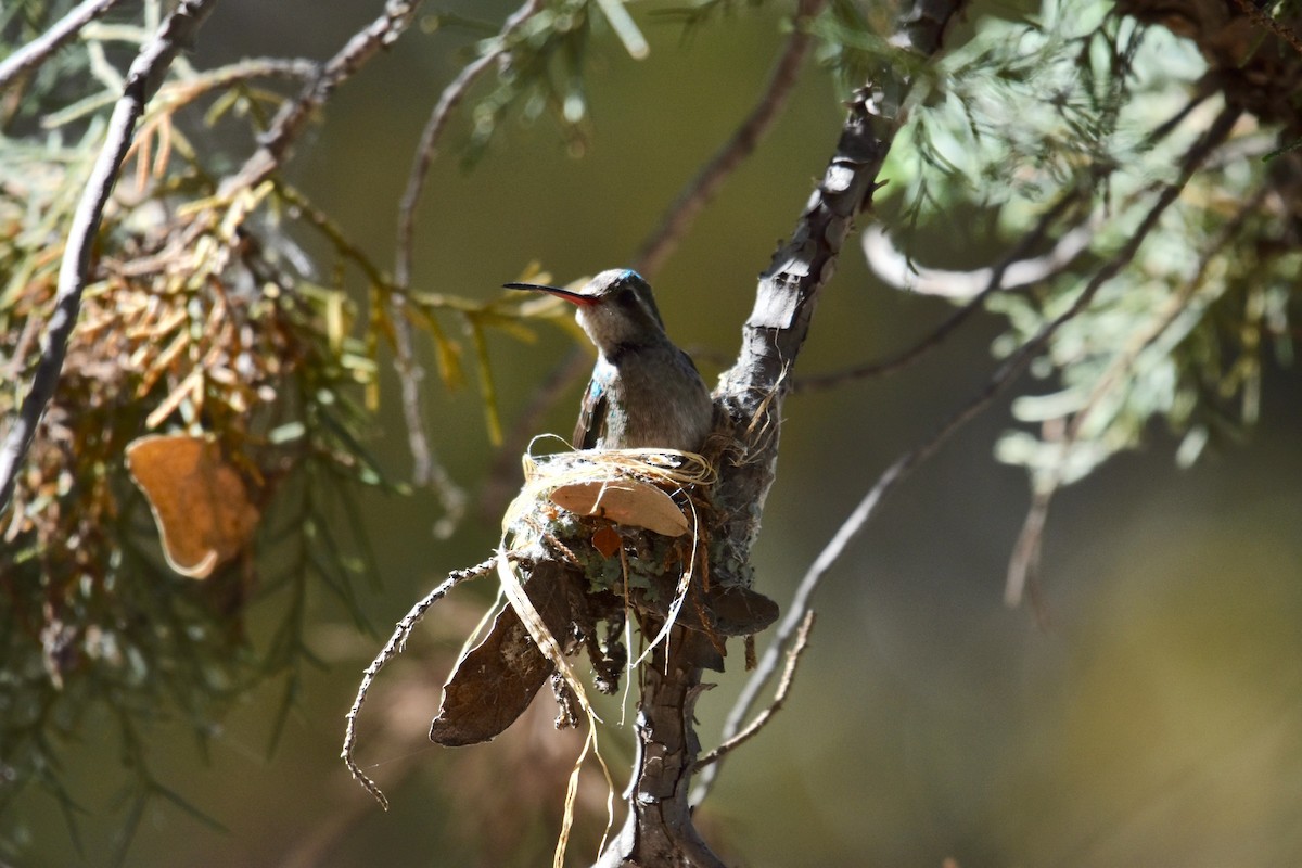 Broad-billed Hummingbird - ML151931411